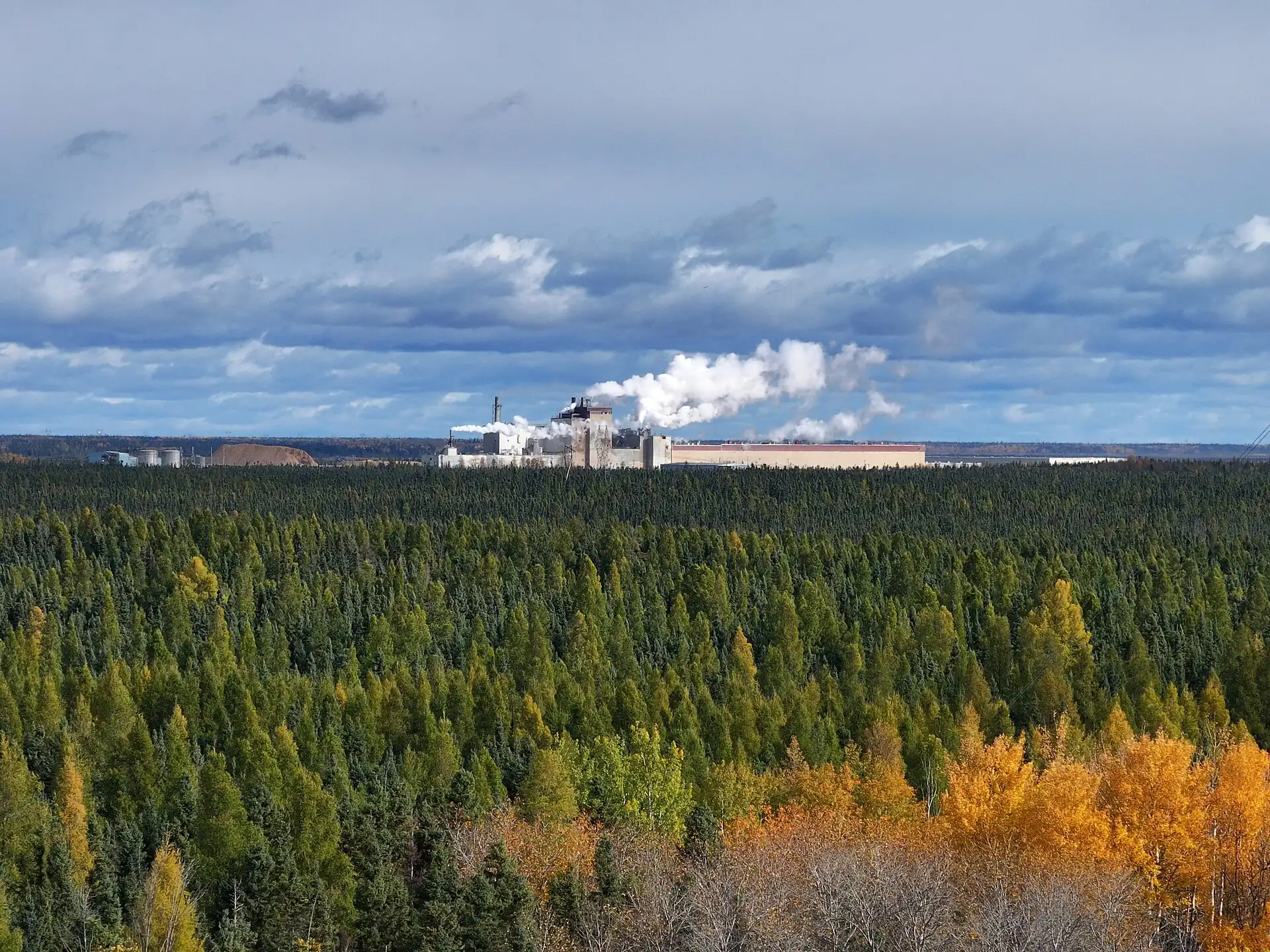 Pulp mill in front of a forest